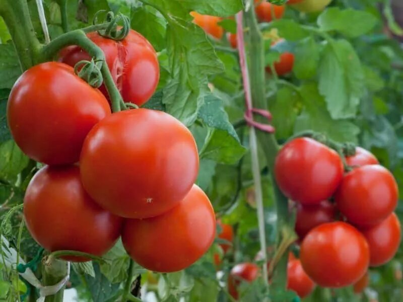 Помидор клуша фото 17 Vegetables that You Can Grow in Pots and Containers Tomaten pflanzen, Gemüsea