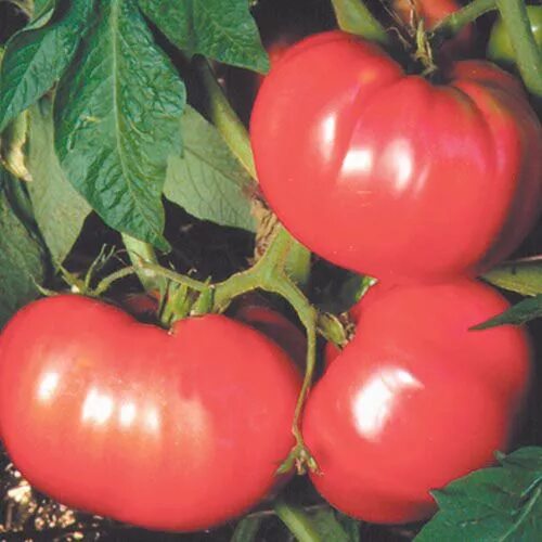 Помидор космонавт волков фото German Pink Tomato Heirloom tomato seeds, Tomato seeds, Tomato garden