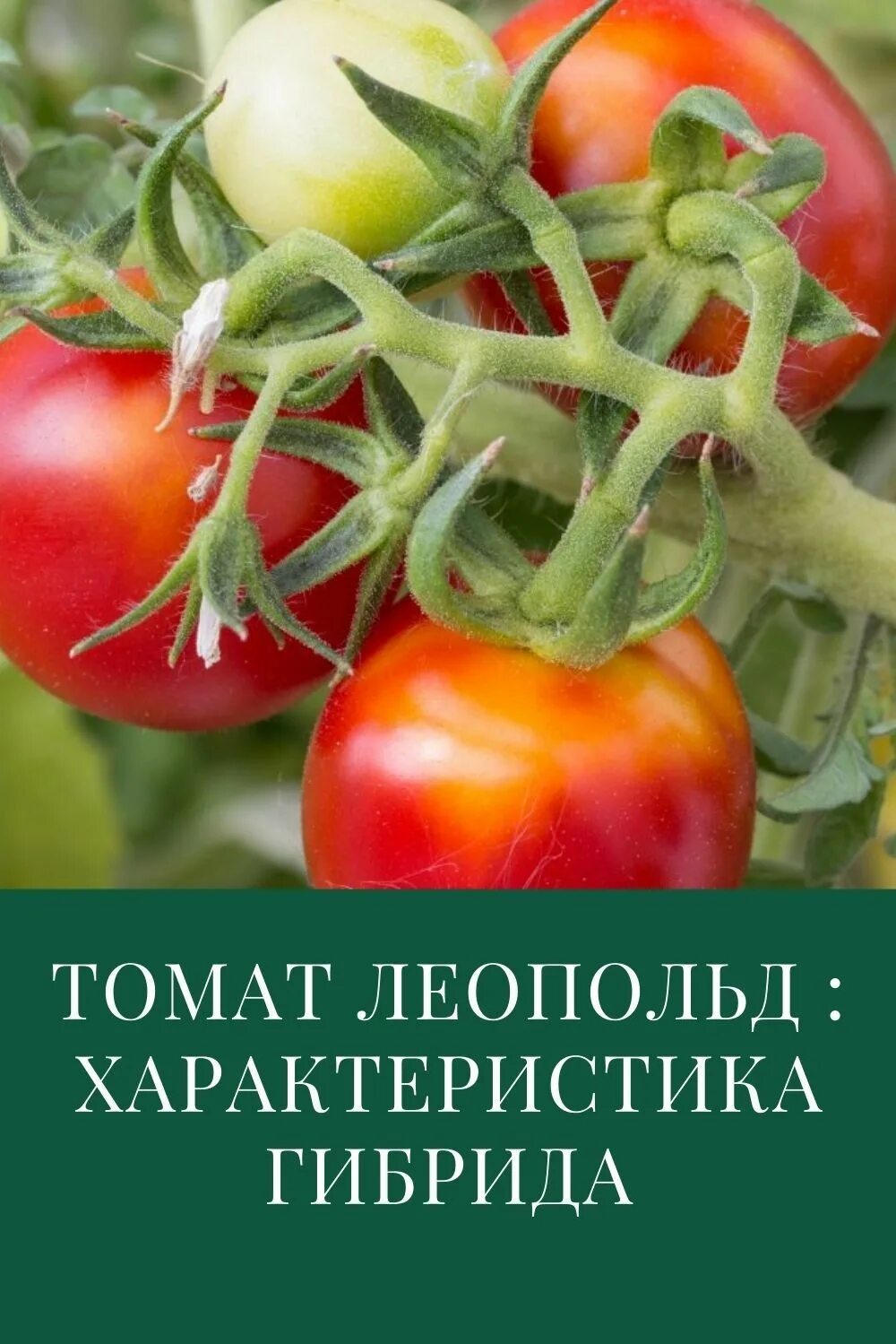 Помидор леопольд описание фото Томат Леопольд: характеристика и описание сорта Выращивание томатов, Помидоры, О