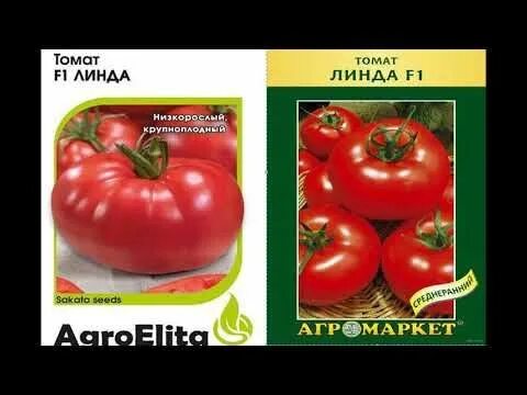 Помидор линда фото Рейтинг лучших ранних сортов томатов - YouTube Seeds, Tomato, Enjoyment