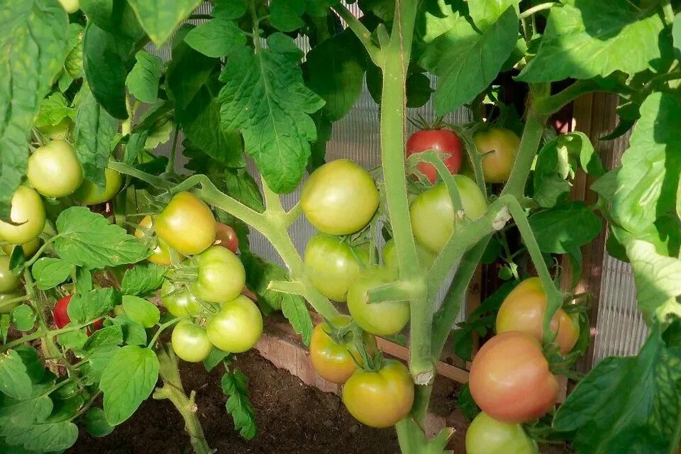 Помидор ляна фото Томат Ляна розовая: компактный и урожайный Планета земля Фотогалерея природы на 