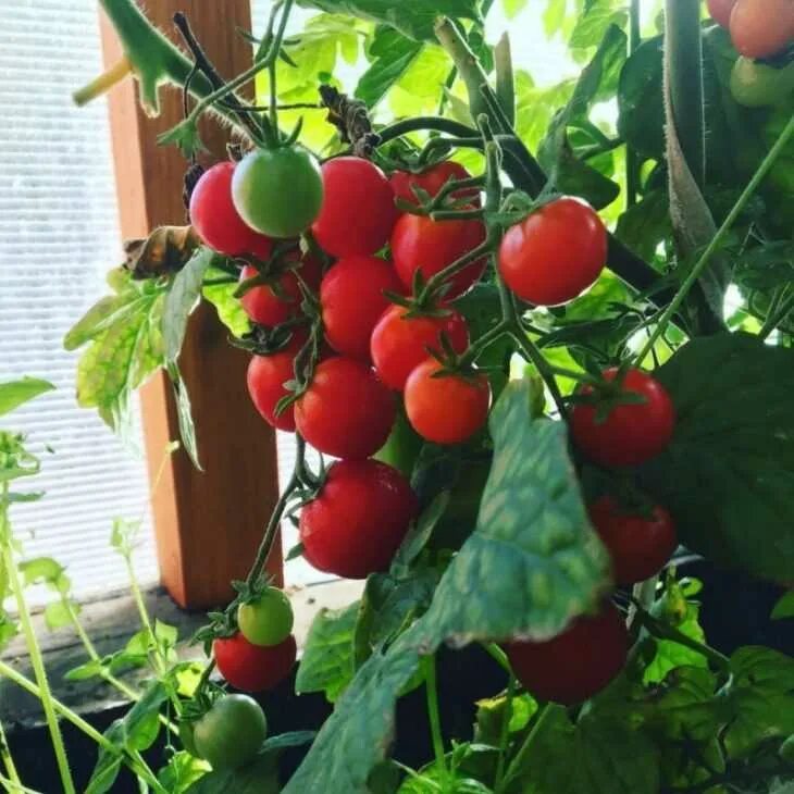 Помидор ляна фото Томат Ляна: 110 фото и видео советы по уходу и выращиванию сорта