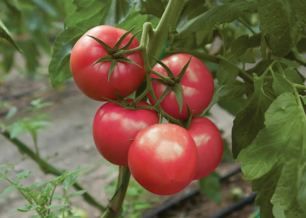 Помидор ляна фото Babacanlar Tarım ГАЛЕРЕЯ ПРОДУКЦИИ Demre