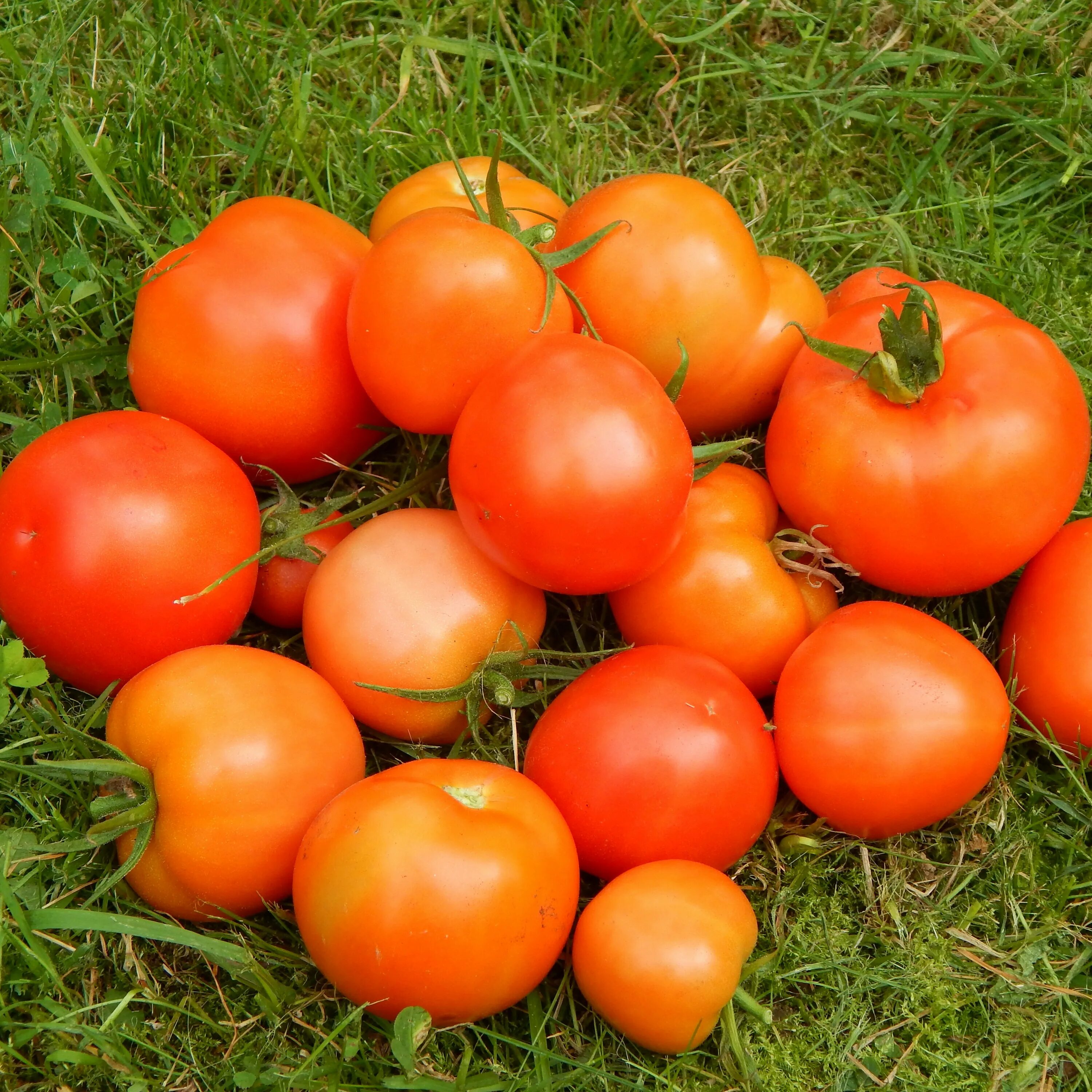 Помидор ляна фото Томат Ляна - семена овощей купить в Москве с доставкой почтой по России