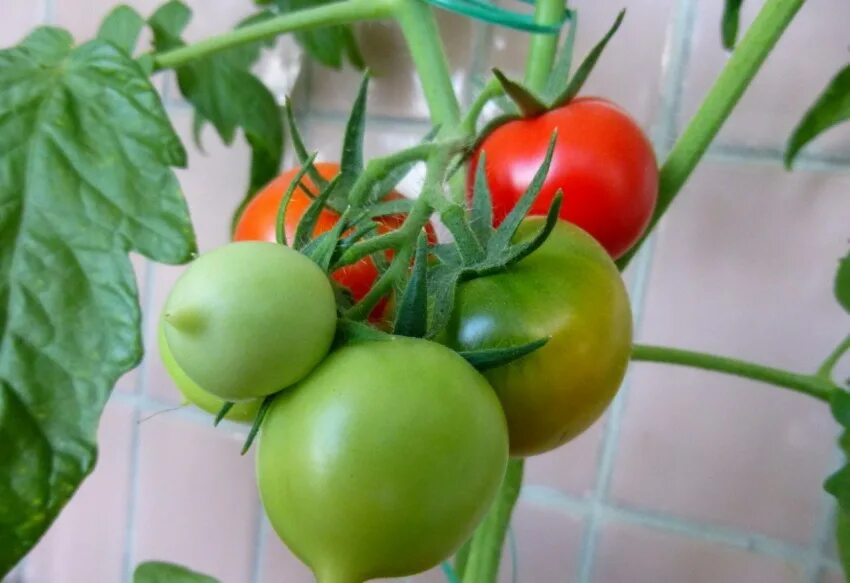 Помидор ляна фото Томат Ляна: описание ухода за сортом и особенности выращивания на открытом грунт