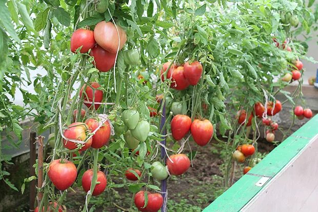 Помидор ляна фото vyracshivanie-pomidorov-v-teplice - САД