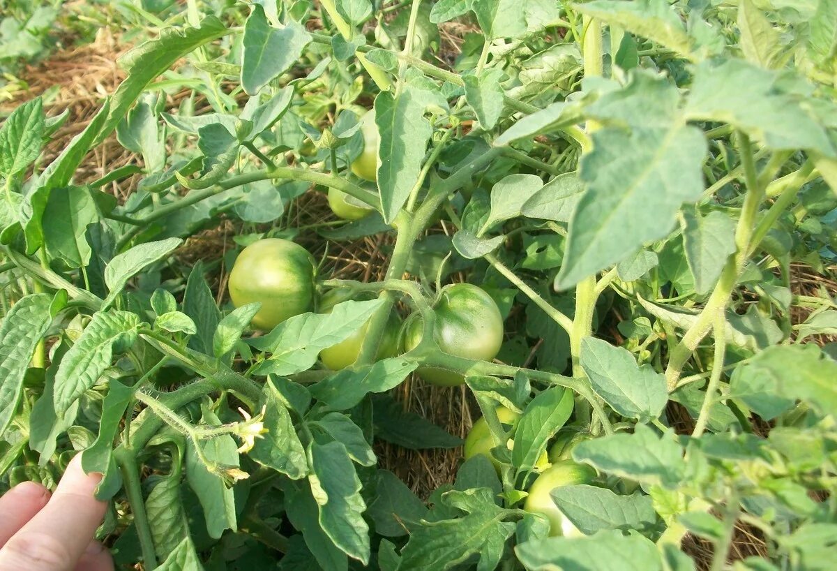 Помидор ляна фото Томат Ляна: описание и фото, отзывы, характеристика, урожайность, видео