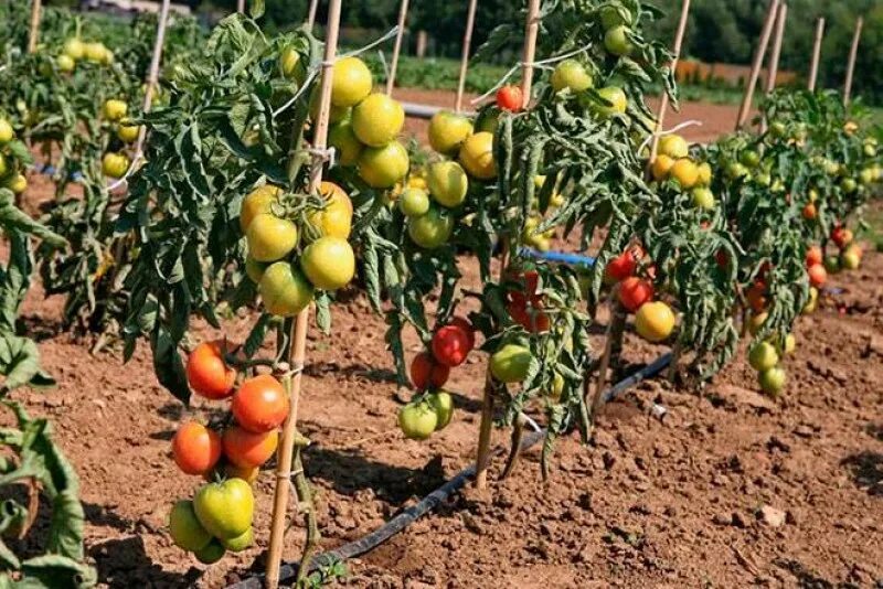 Помидор ляна фото Характеристика сорта томатов ляна: найдено 89 картинок