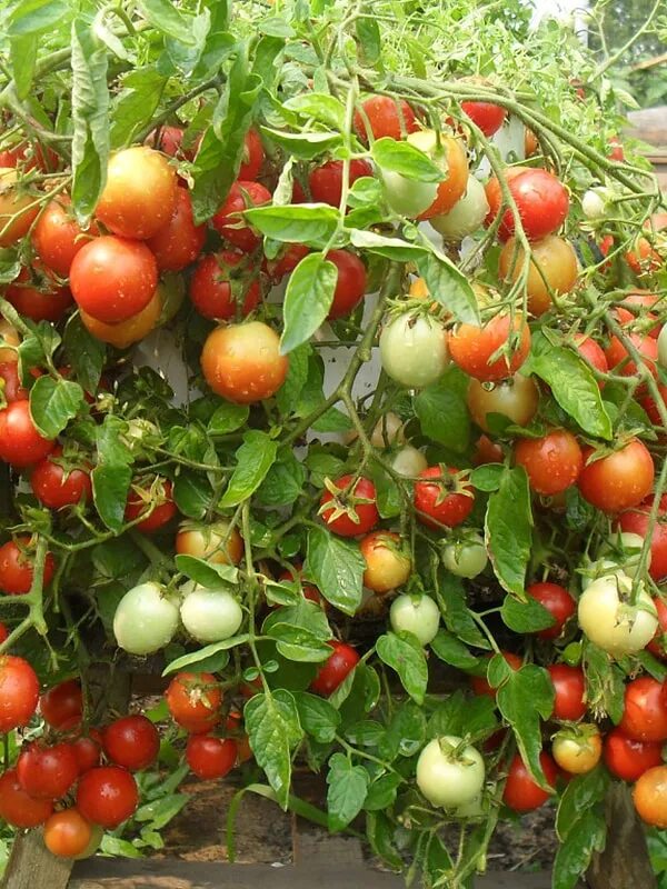 Помидор ляна фото Томат Ляна (Lyana)