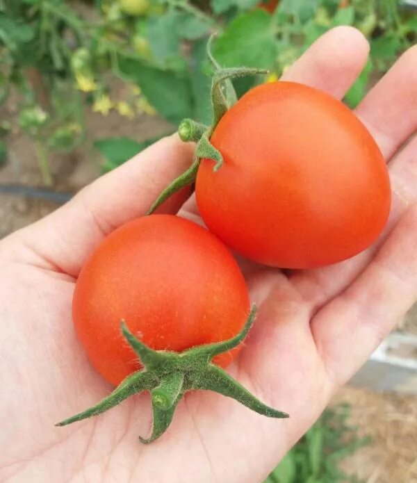 Помидор ляна фото Сорта томатов по алфавиту Огородникам Инфо