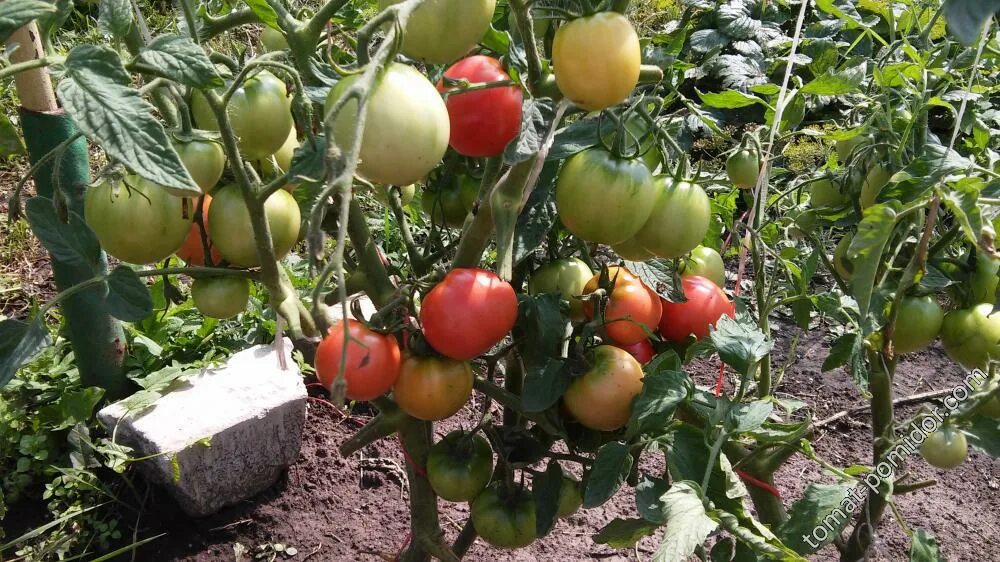 Помидор ляна фото Контент amarant - Страница 79 - tomat-pomidor.com