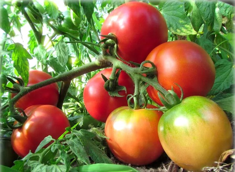 Помидор ляна фото Томат Ляна - НОВИНКА. уральский дачник. марс