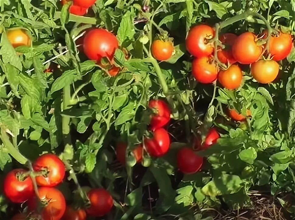 Помидор ляна фото Помидоры Ляна - неприхотливый, скороспелый и урожайный сорт Помидоры, Огородниче