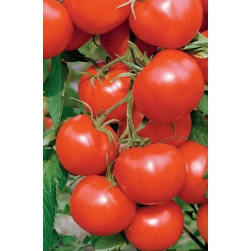 Помидор ляна фото Томат Ляна Красная Коллекционные сорта