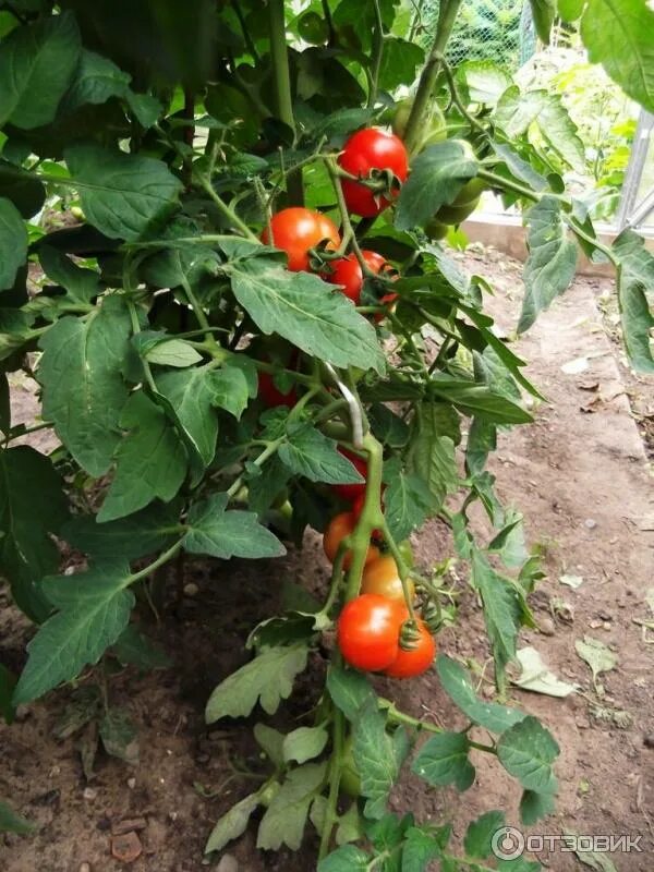 Помидор ляна фото Томат "Ляна" - описание, фото и характеристики сорта