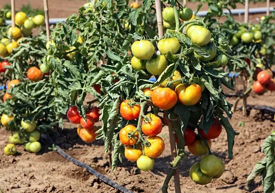 Помидор ляна фото Ляна помидоры - Roleton.ru