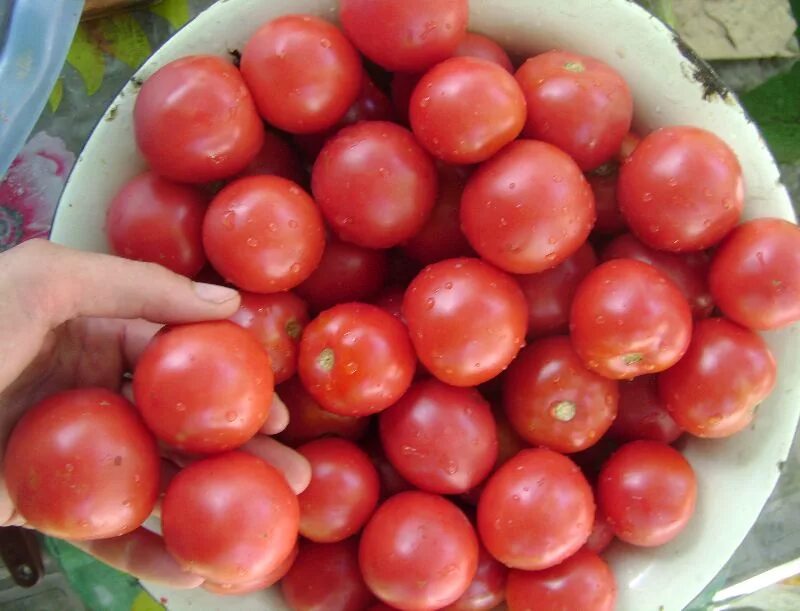 Помидор ляна фото Сорт помидор Ляна: фото галерея Эко-фокус Фотогалерея природы на dia-logika.ru