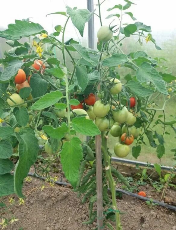 Помидор ляна фото Томат Ляна: описание и характеристика сорта, особенности выращивания помидоров, 