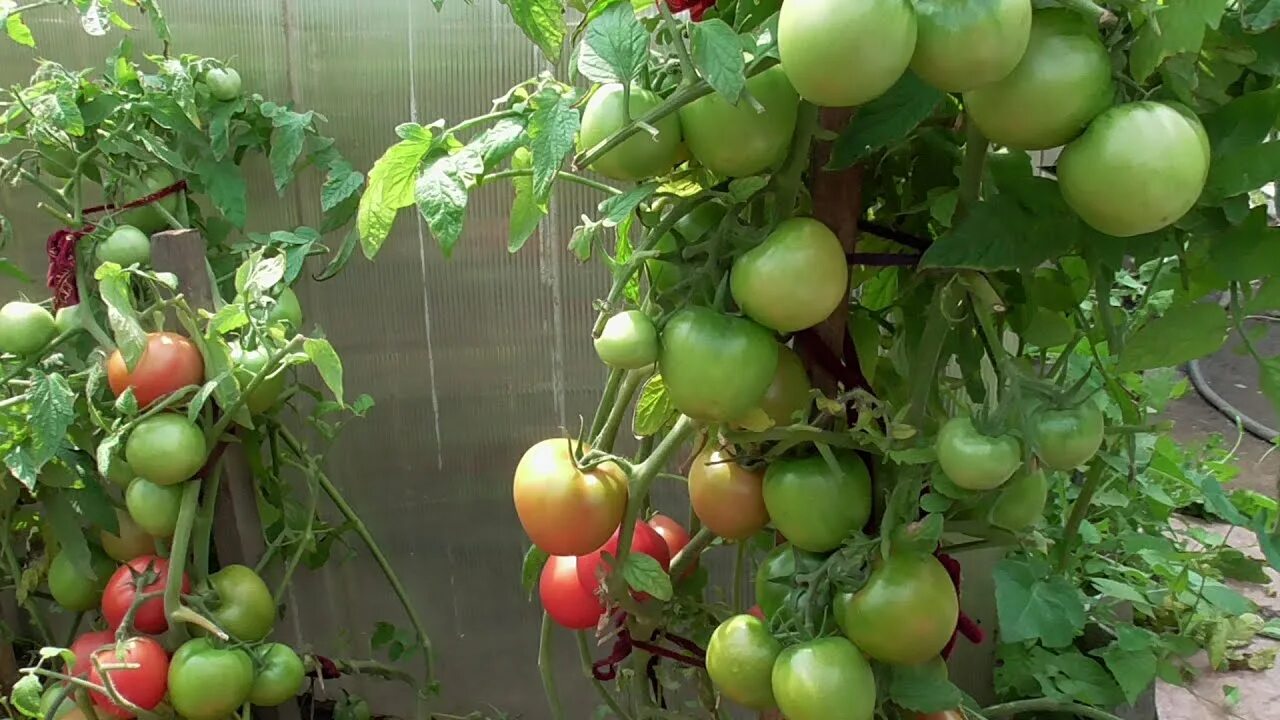 Помидор ляна фото ТОМАТ "МАЛИНОВАЯ ЛЯНА". № 27 А. ОБЗОР. Ольга Чернова. - YouTube