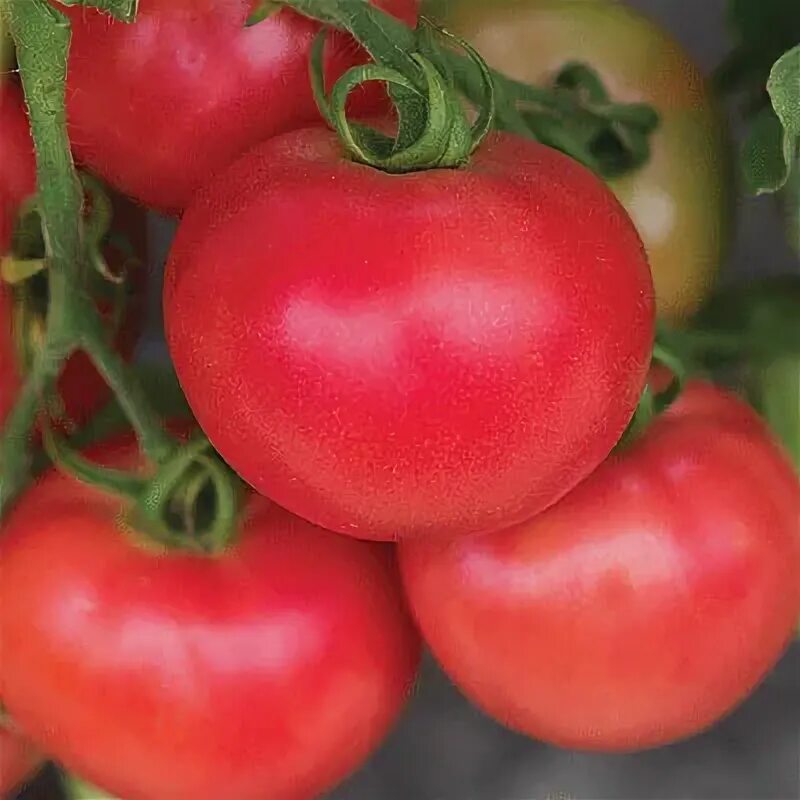 Помидор ляна фото Купить семена томата ляна розовая 0.1г/музей семян "СЕМЕНА-БАЗА.РФ" интернет-маг