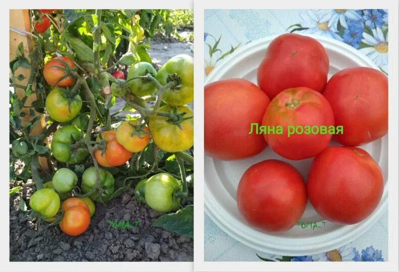 Помидор ляна фото Фотографии рассады помидоров сорта Ляна Планета земля Фотогалерея природы на dia