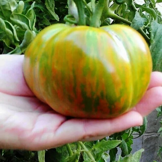 Помидор малахитовая шкатулка описание сорта фото My Personal Favorites Heirloom tomatoes, Tomato, Tomato sandwich