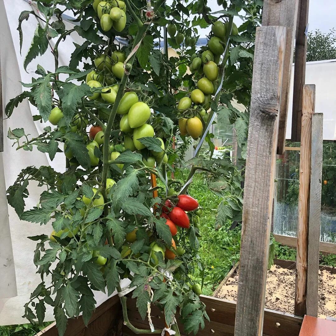 Помидор марселон фото Конкурс 2019