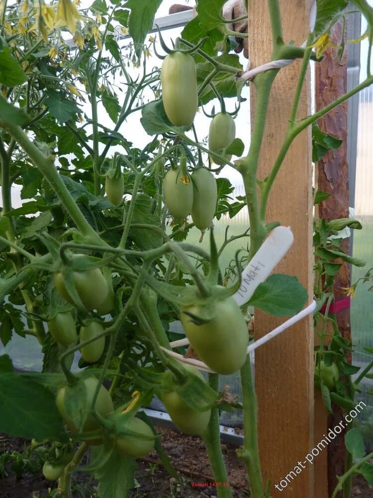 Помидор марселон фото томаты 2015 - tomat-pomidor.com