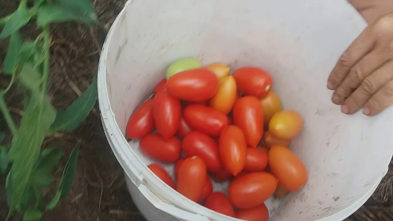 Помидор марселон фото Томат Марселон Ф1 . - YouTube