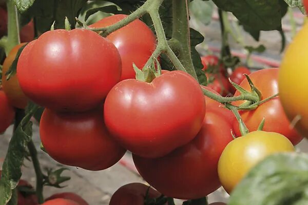 Помидор марселон фото КАПОНЕТ F1 - Variety Томат для пленочных теплиц Сингента