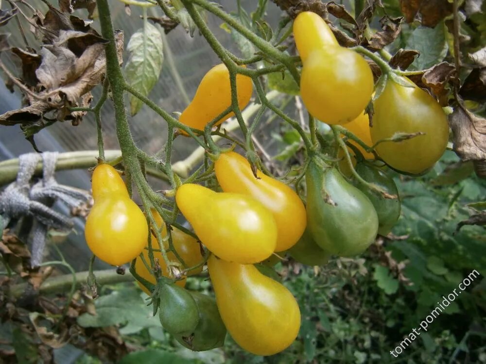 Помидор марселон фото Контент Пани Томат - Страница 176 - tomat-pomidor.com