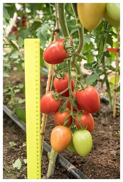 Помидор марселон фото Семена Томат "Марселон", F1, 5 шт - купить по выгодной цене на Яндекс Маркете