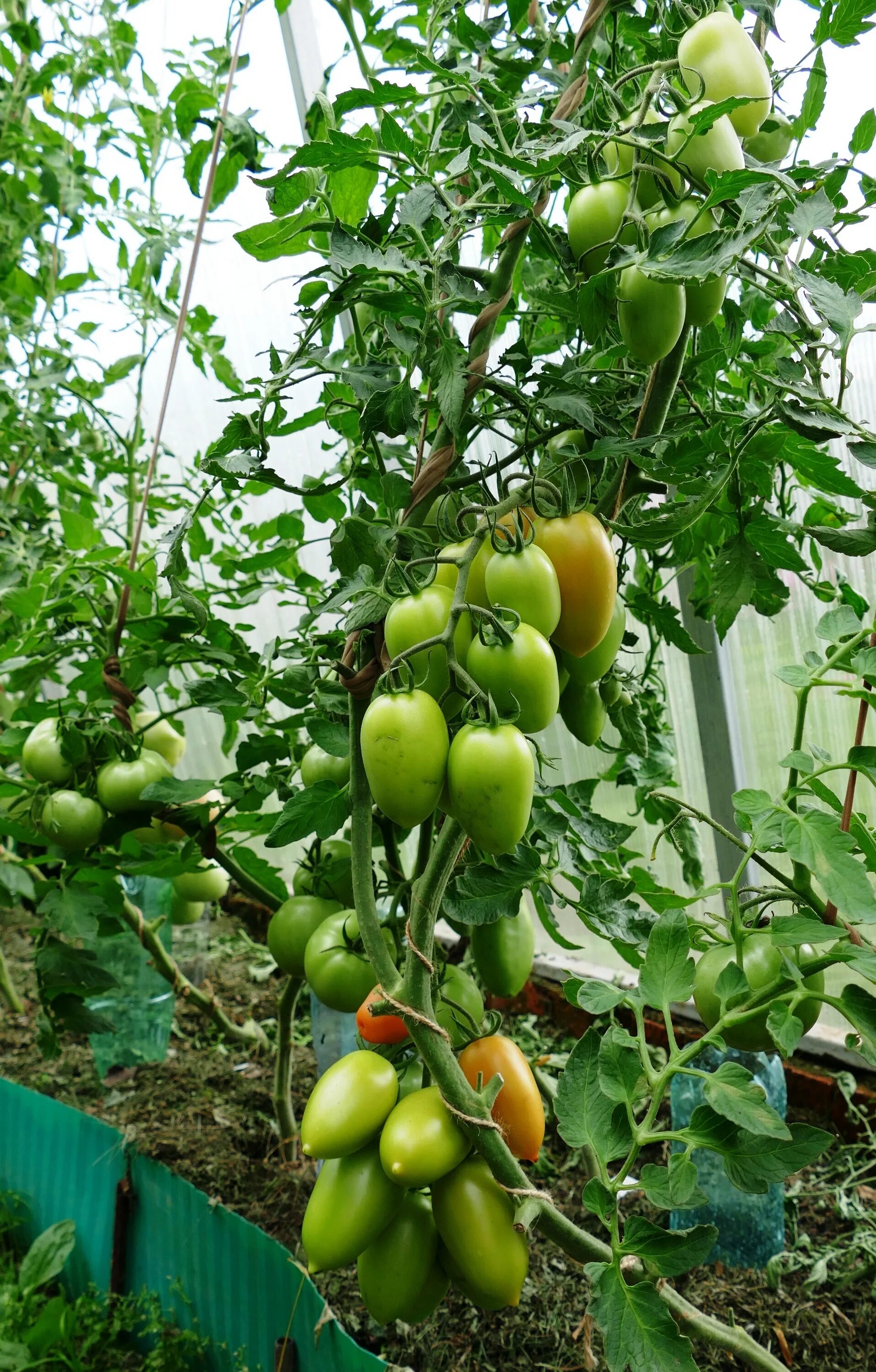 Помидор марселон фото Томат Марселон f1 - любовь с первого взгляда!