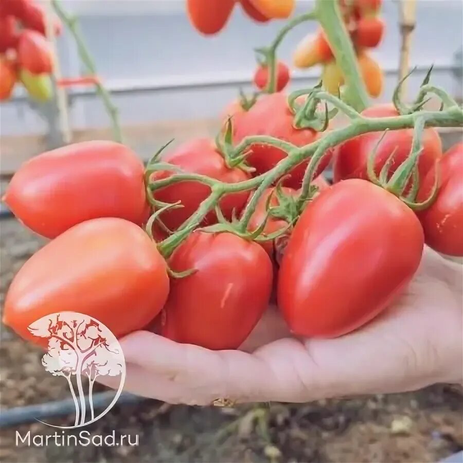 Помидор марселон фото Томат Марселон F1 ( 2-ной пак.), купить саженцы Томата Марселон F1 ( 2-ногопак.)