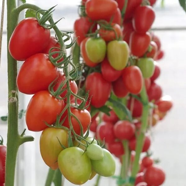 Помидор марселон фото Томат Марселон F1 семена - низкая цена, описание, отзывы, продажа