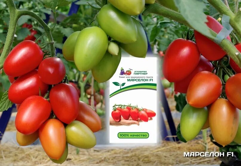 Помидор марселон фото Томат марселон отзывы