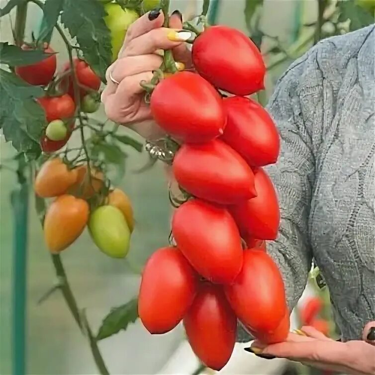 Помидор марселон фото Томат "Марселон" - описание, фото и характеристики сорта