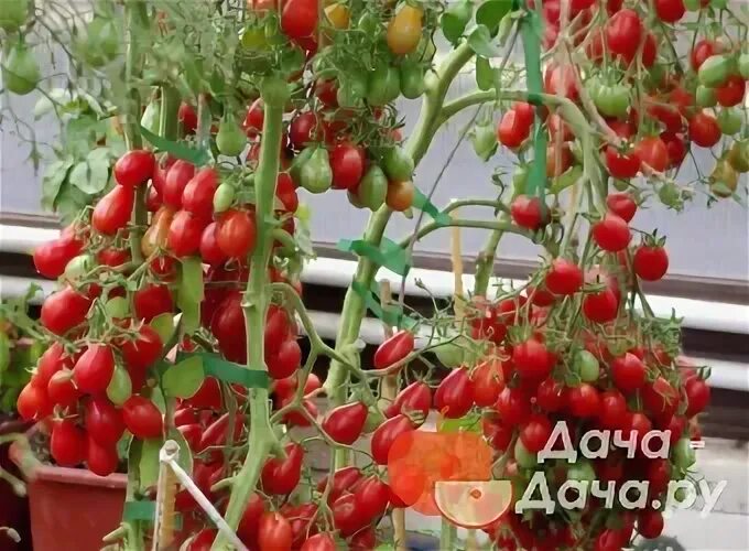 Помидор марселон фото Монпансье - сорт растения Томат