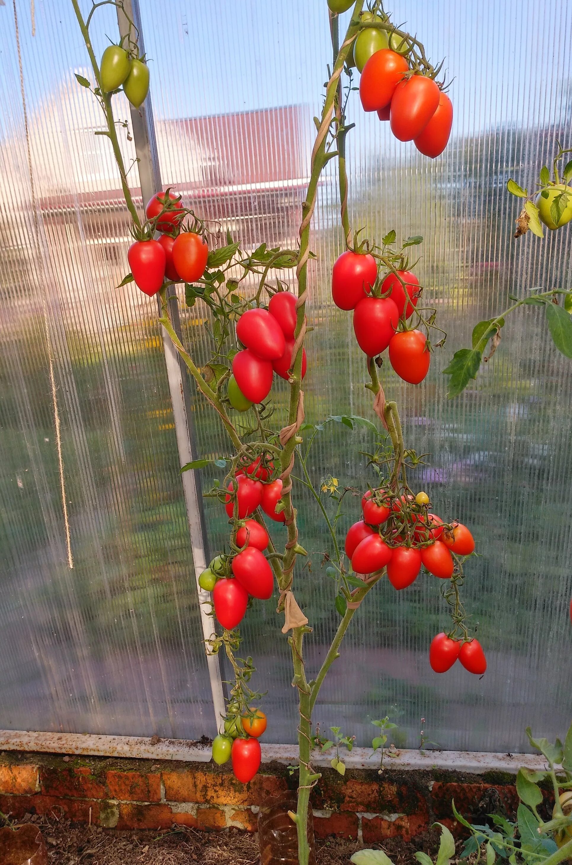 Помидор марселон фото Томат Марселон F1, спасибо, Партнёр!