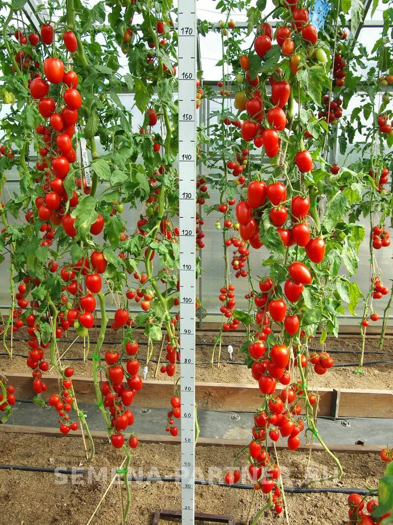 Помидор марселон фото Купить семена Партнер Томат ДЖУР-ДЖУР F1 (5шт) 2-ной пак в Москве, доставка по Р