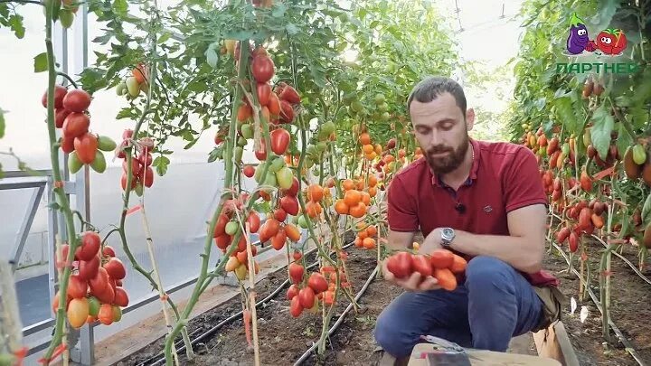 Помидор марселон фото Смотрите видео "ЛУЧШИЙ ТОМАТ ДЛЯ ТЕПЛИЦ ПО РЕЗУЛЬТАТАМ ИСПЫТАНИЯ 2018 ГОДА" в ОК