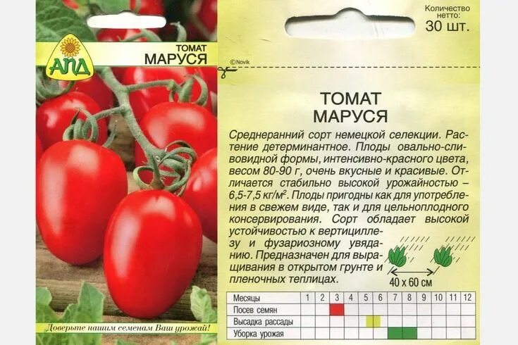 Помидор маруся фото Посадка и уход за томатами