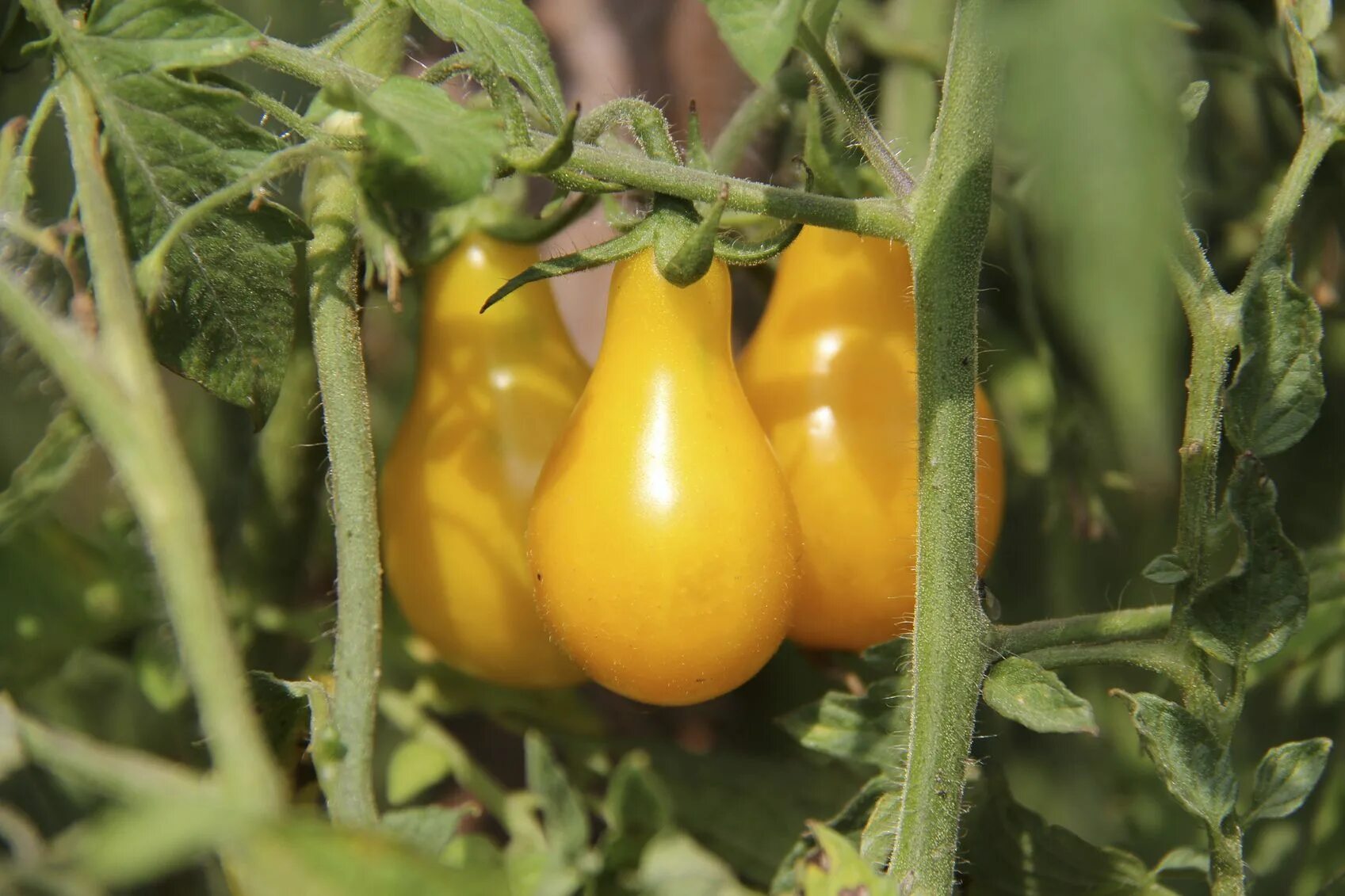 Помидор медовая капля отзывы фото Hot Climate Tomatoes: How To Grow Tomatoes In Warm Climates Growing tomatoes, Gr