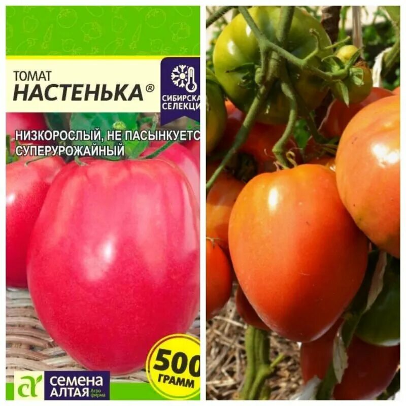 Помидор настенька фото Томат "Настенька": характеристика сорта, урожайность и вкусовые качества Идеальн