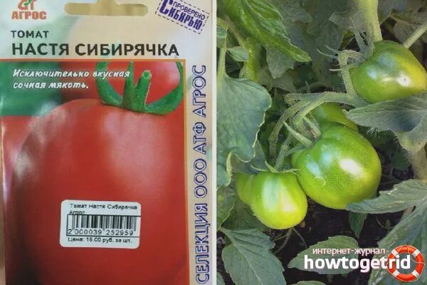 Помидор настенька описание сорта фото отзывы Томат Настя сибирячка - описание и характеристика сорта