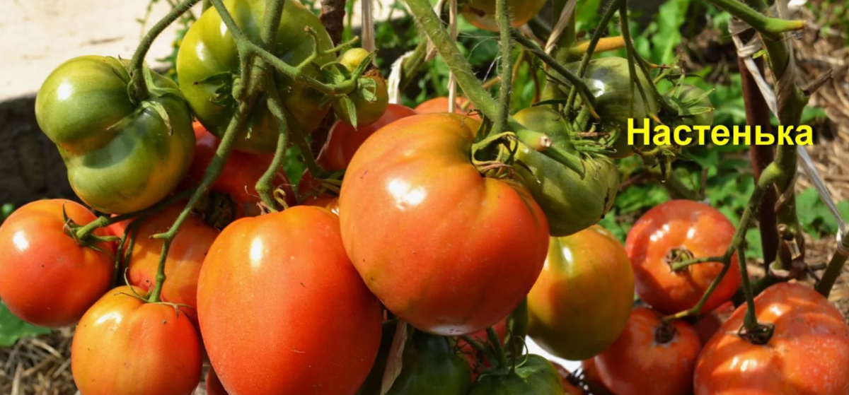 Помидор настенька описание сорта фото отзывы 8 сортов томатов, которые не болеют PRO ОГОРОД Дзен