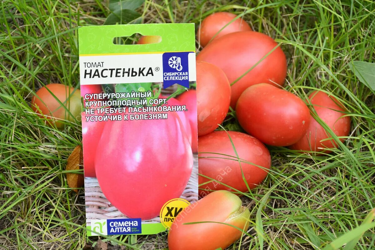 Помидор настенька описание сорта фото отзывы Помидоры настенька описание и фото отзывы