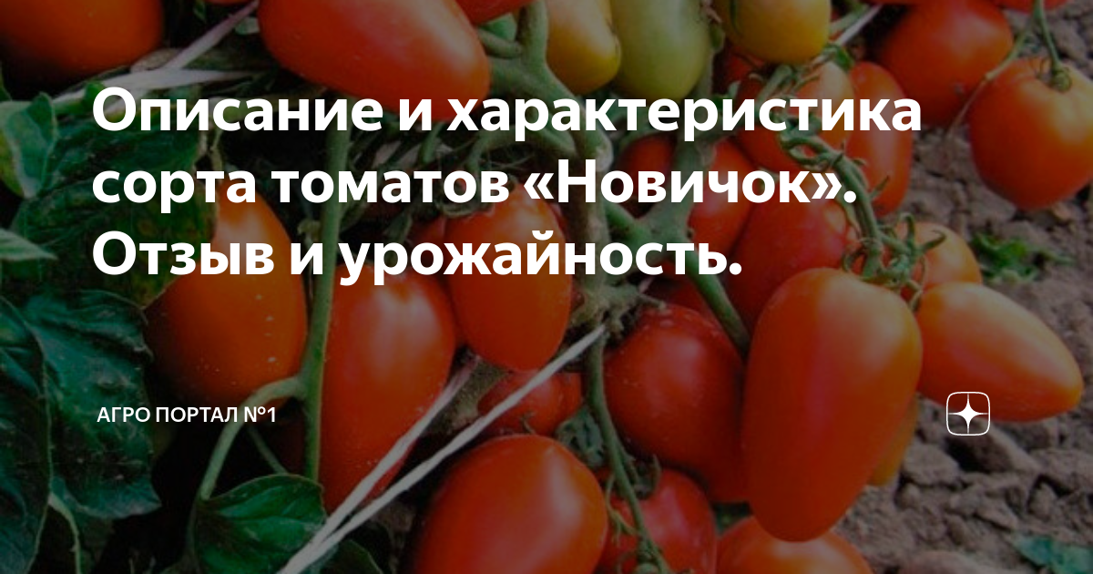 Помидор новичок фото Описание и характеристика сорта томатов "Новичок". Отзыв и урожайность. https://