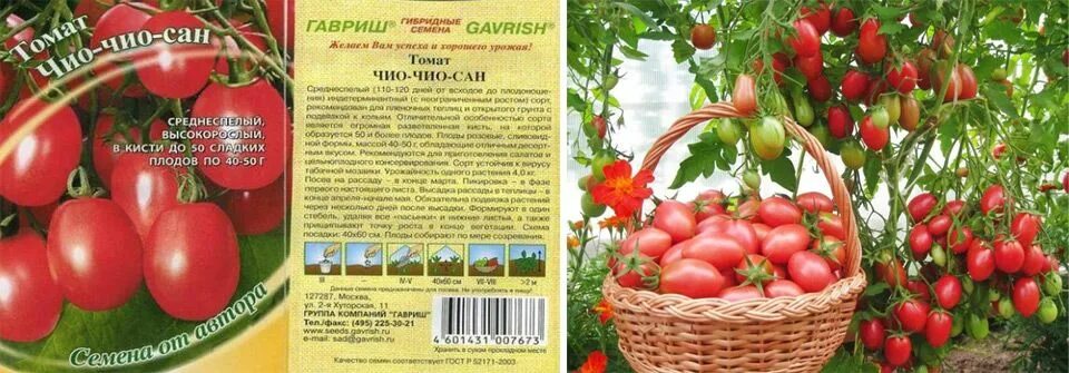 Помидор описание и фото отзывы огородников Лучшие низкорослые сорта томатов для открытого грунта ранние, урожайные, крупноп