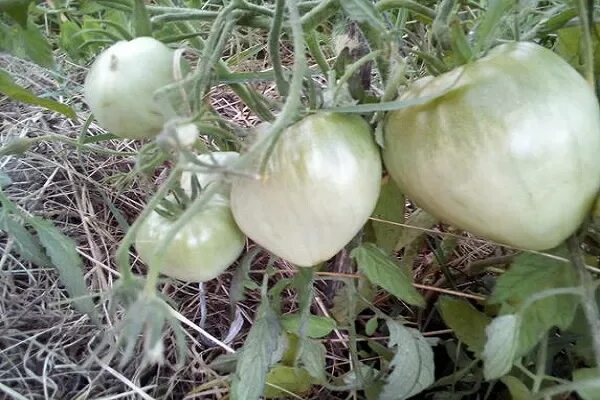 Помидор орлиное сердце описание фото отзывы ✅ Tomato Eagle Heart: description and characteristics of the variety, yield with